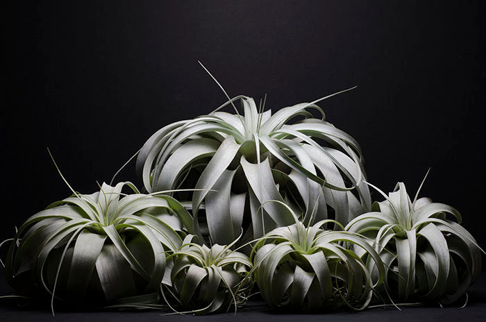 queen air plant Tillandsia Xerographica