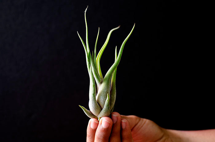 medusa air plant Tillandsia Caput Medusae Air Plant – The Artizan Way