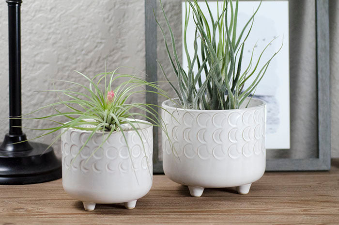 moon plant pot Moon Phase Footed Planter