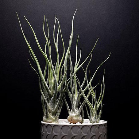 pruinosa air plant Tillandsia Pruinosa Colombia