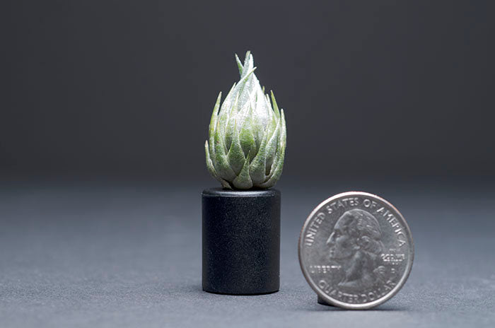 Tillandsia Kautskyi - Extremely Rare Air Plant – The Artizan Way