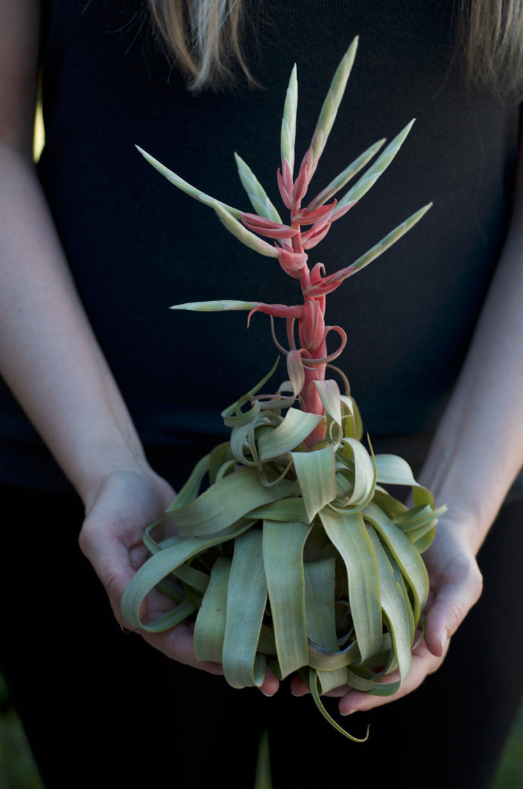 curly locks air plant Tillandsia Streptophylla