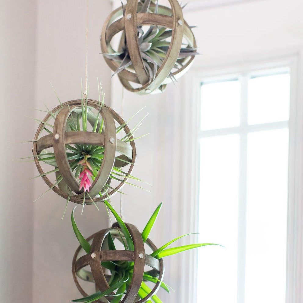 sphere plant hanger Hanging Wood Sphere Tillandsia Display – The Artizan Way