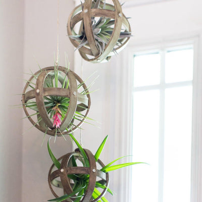 Hanging Wood Sphere Air Plant Display | Tillandsia, Hanging Plants, Low Maintenance, Indoor House Plant, Air Purifying, Air Plants, Holder