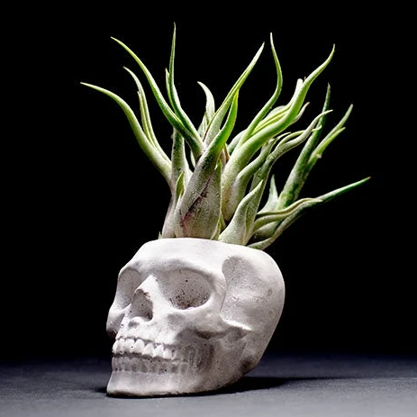 halloween air plant Sugar Skull Planter – The Artizan Way