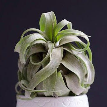 curly locks air plant Tillandsia Streptophylla: The Unique, Curly 'Shirley Temple' Air Plant
