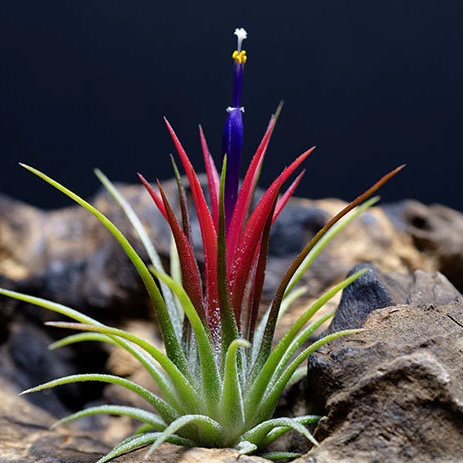 volcanic air plant Tillandsia Ionantha Fuego Air Plant – The Artizan Way