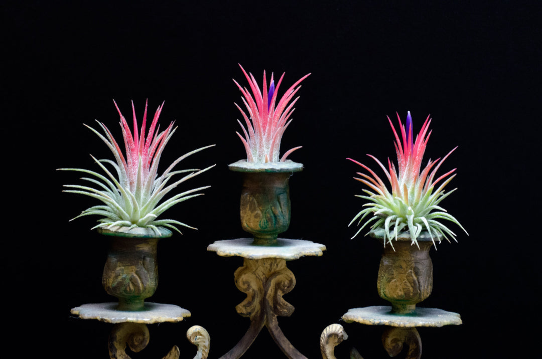 volcanic air plant Tillandsia Ionantha Fuego Air Plant – The Artizan Way