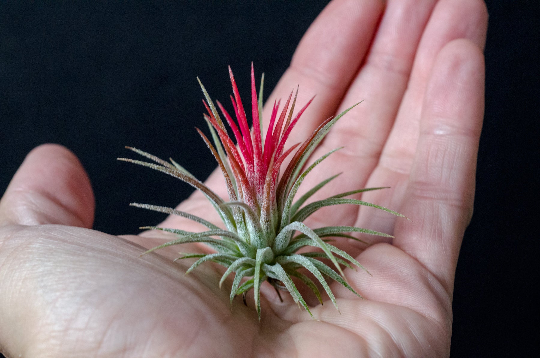 volcanic air plant Tillandsia Ionantha Fuego Air Plant – The Artizan Way