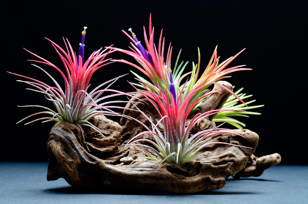 ionantha fuego air plant Tillandsia Ionantha Fuego Air Plant – The Artizan Way