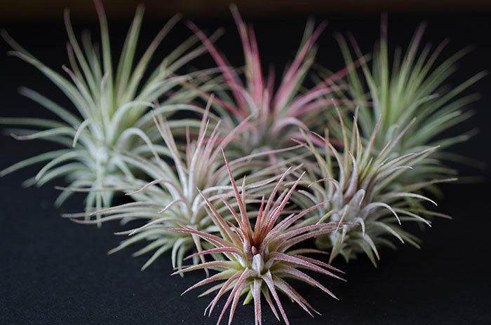 Tillandsia Ionantha Guatemala Air Plant  The Artizan Way