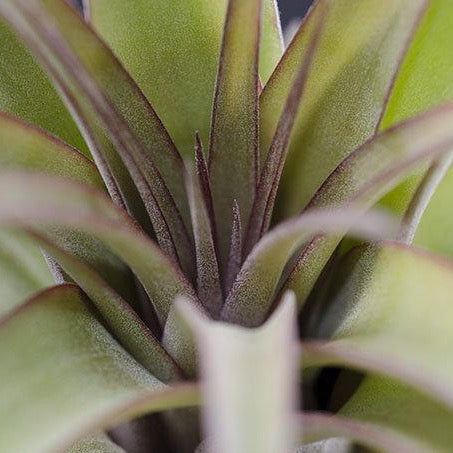 Tillandsia Eric Knoblock