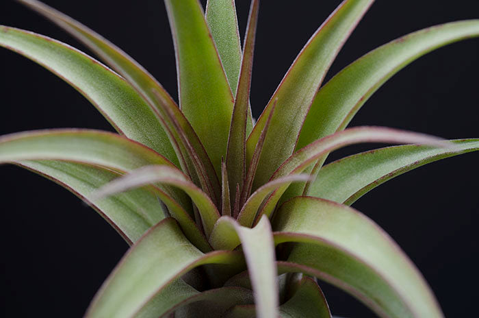 Tillandsia Eric Knoblock