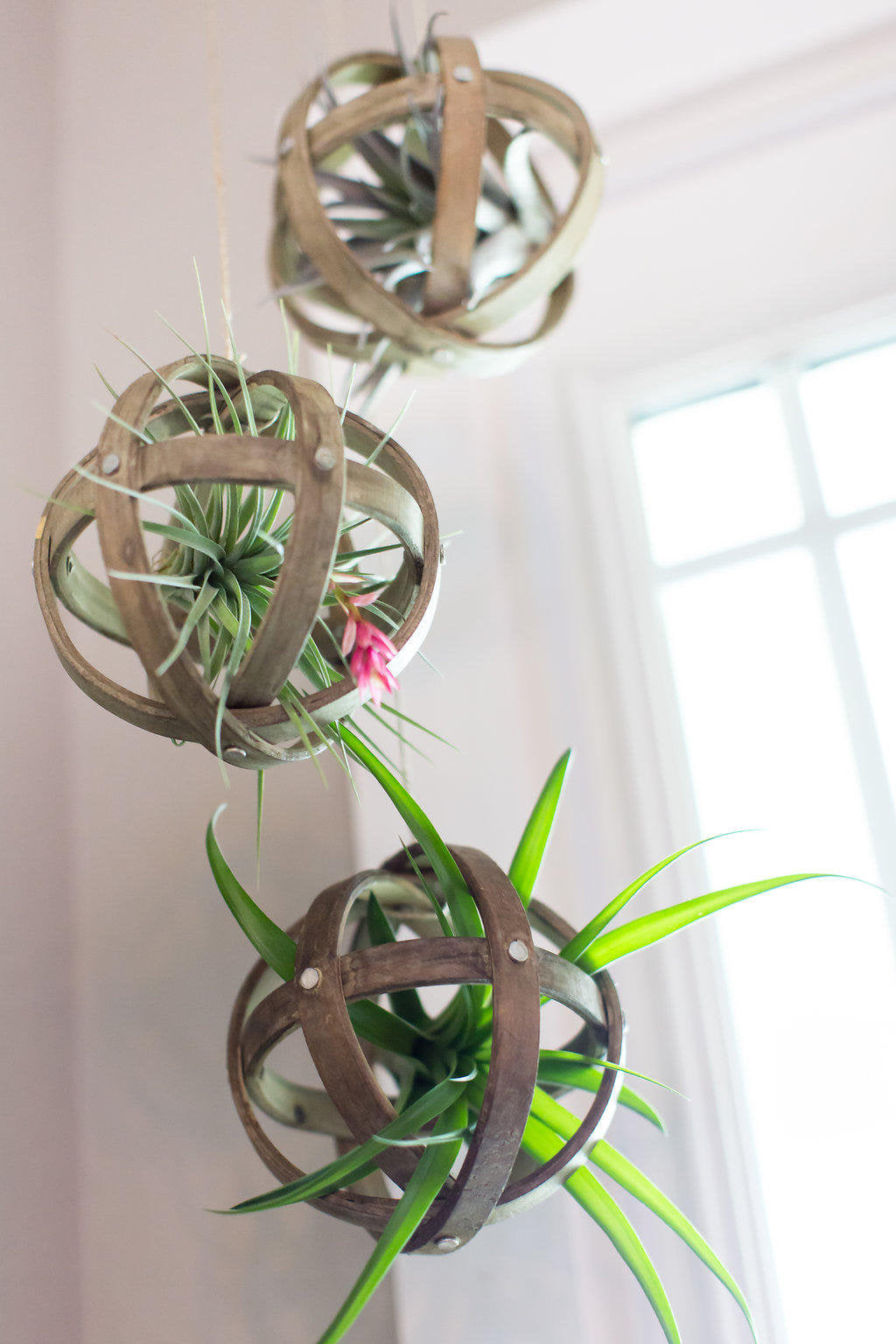 hanging indoor air plants Hanging Wood Sphere Tillandsia Display