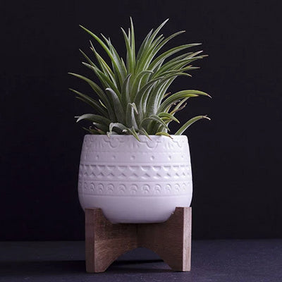 Mayan Planter - Ceramic with Wood Base | Perfect for Air Plants, Plant Pot, Legs/feet, Tillandsia, Air Plant, Indoor House Plant, Succulent
