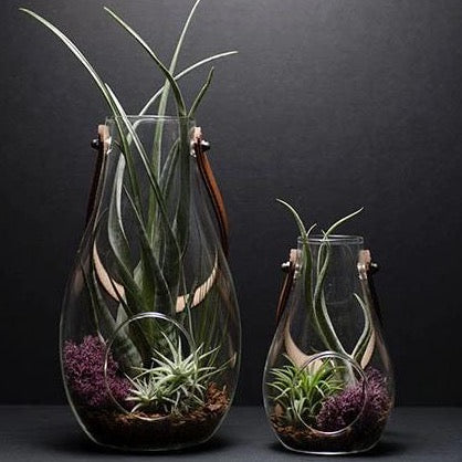 Jess Lantern Terrarium Kit – The Artizan Way
