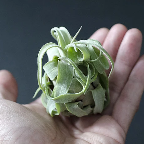 stringy air plant Tillandsia Streptophylla