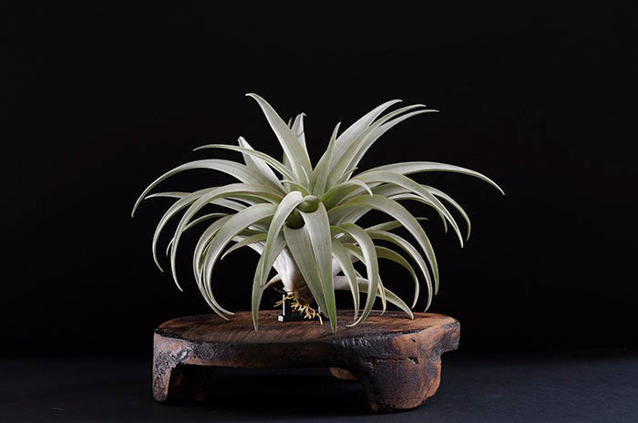 capitata air plant Tillandsia Capitata Yellow