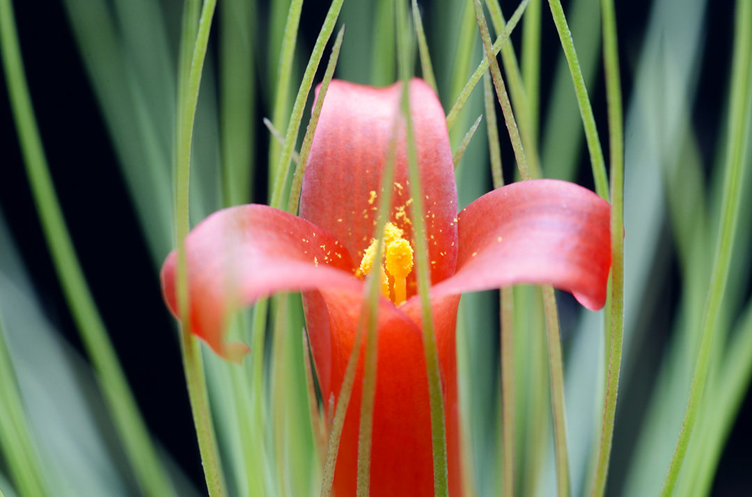 andreana air plant Tillandsia Andreana