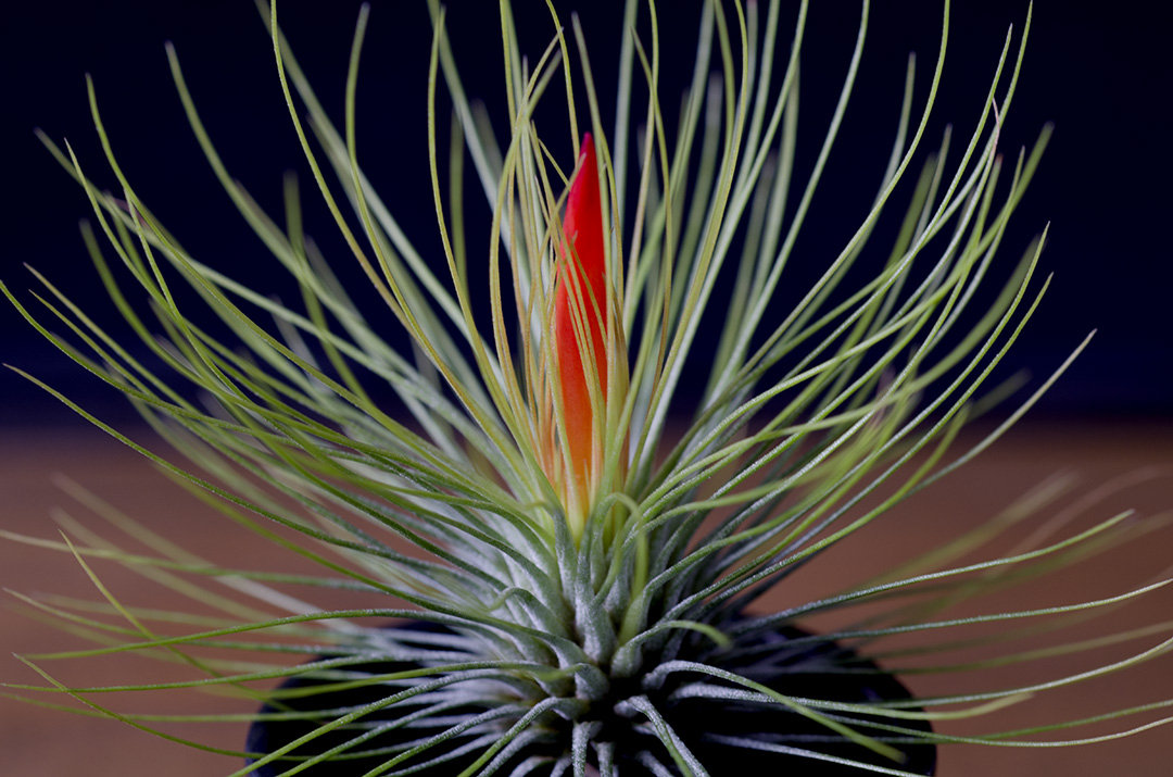 andreana air plant Tillandsia Andreana
