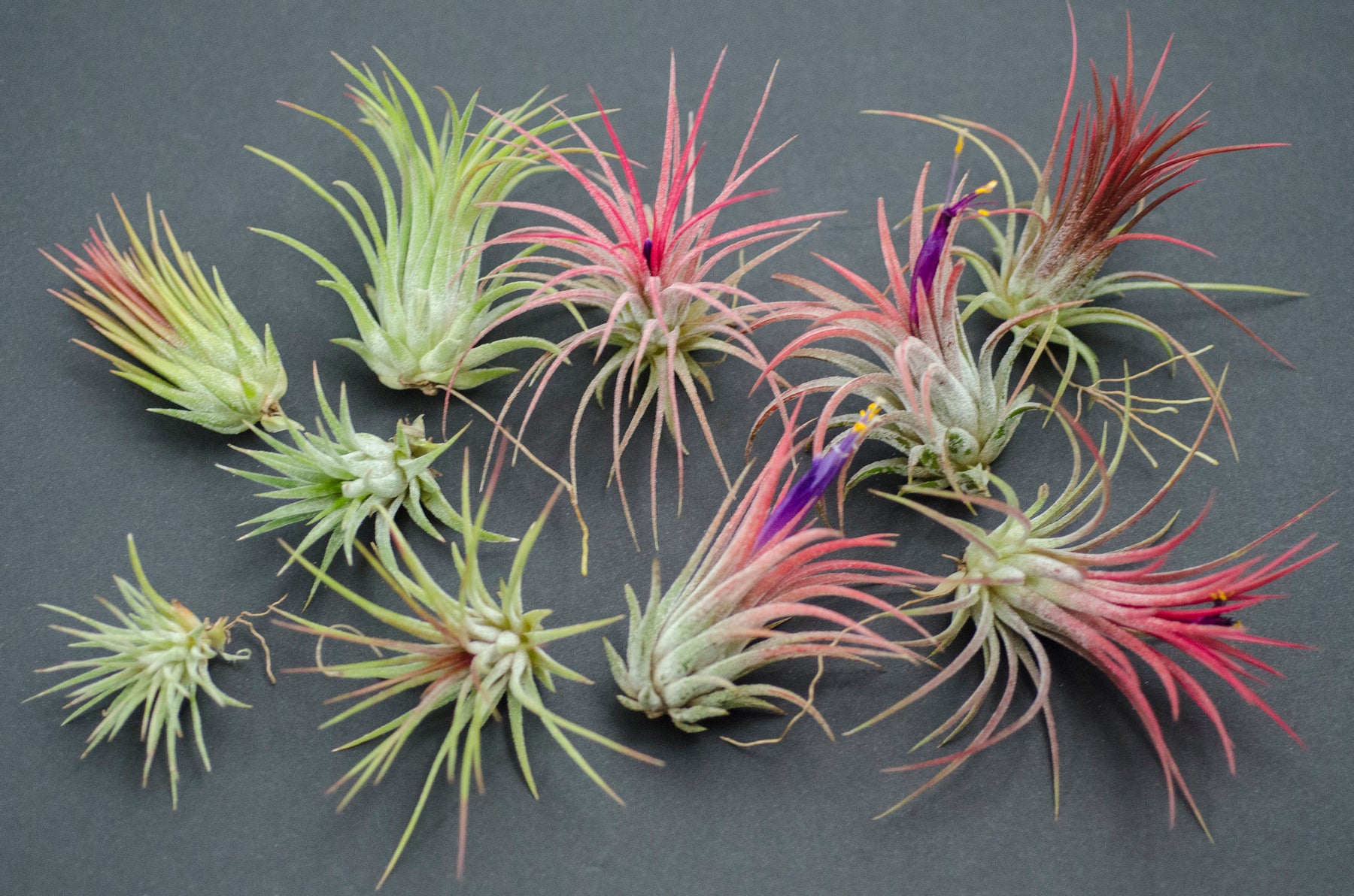 volcanic air plant Tillandsia Ionantha Fuego Air Plant – The Artizan Way