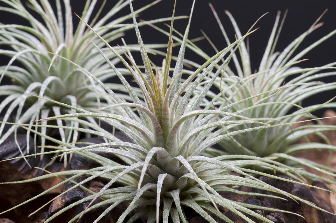 Tillandsia Ionantha Mexican Zebra 速達発送 Tillandsia ionantha 'Mexican Zebra' – Tropiflora