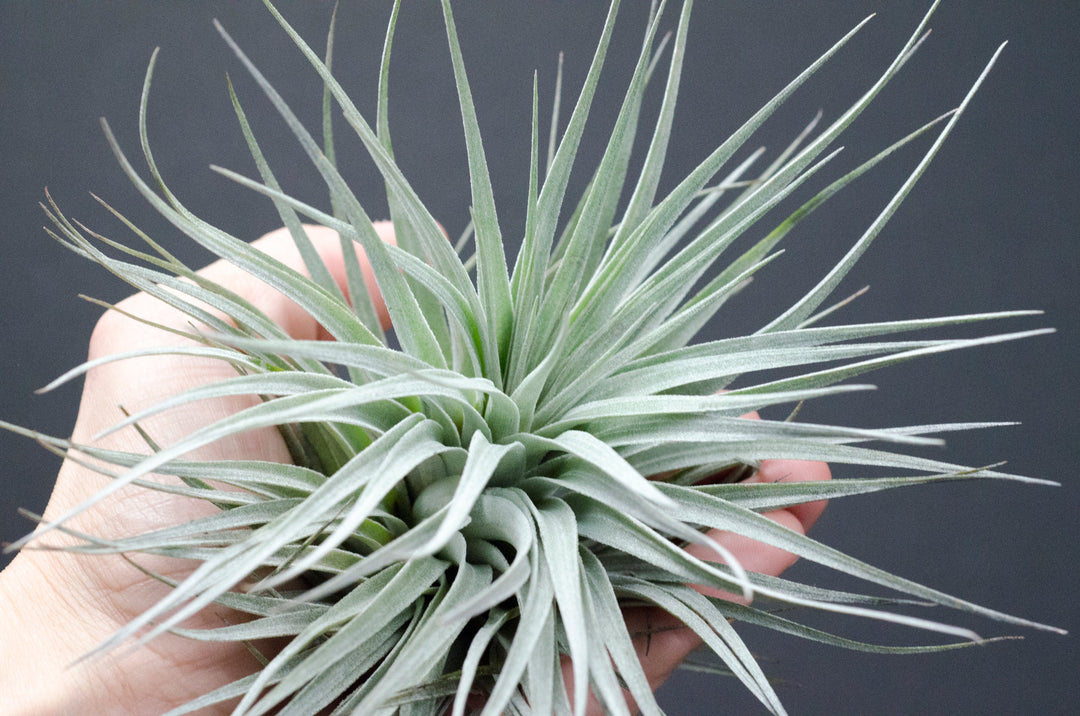 houston dark pink air plant Tillandsia Houston Red Princess Air Plant – The Artizan Way