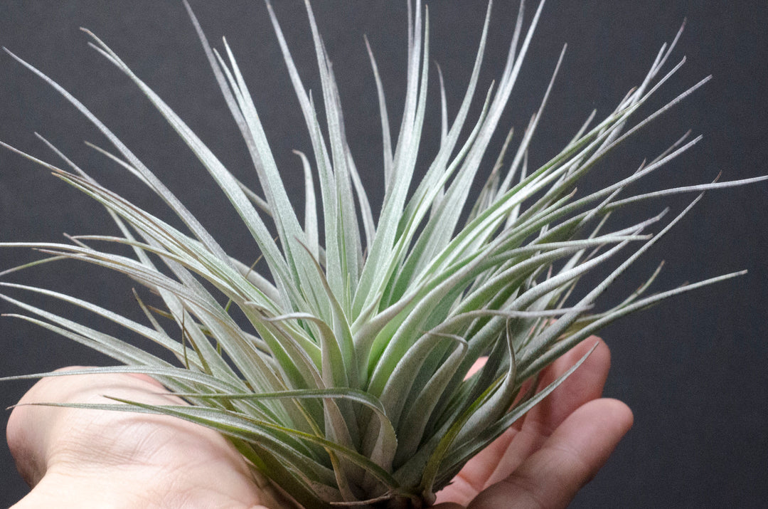 where to buy air plants in houston Tillandsia Houston Red Princess Air Plant – The Artizan Way