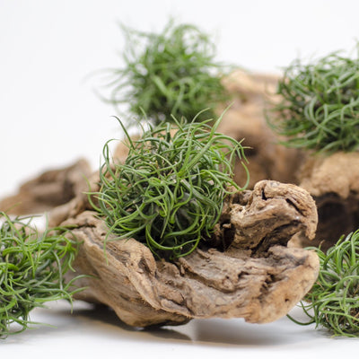 smallest air plant Tillandsia Mini Brazil Bulbosa Ball
