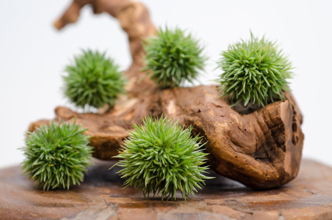 aeranthos teddy bear air plant Tillandsia Aeranthos Teddy Bear