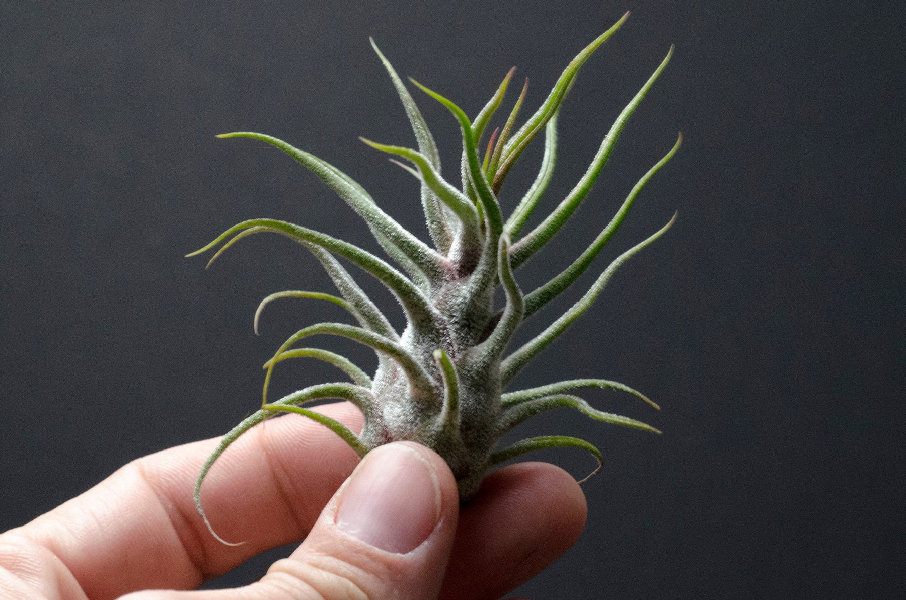 guatemala air plant Tillandsia Pruinosa Guatemala Air plant – The Artizan Way