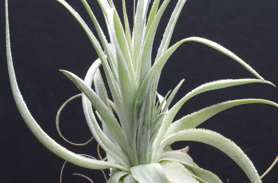gardneri air plant Tillandsia Gardneri