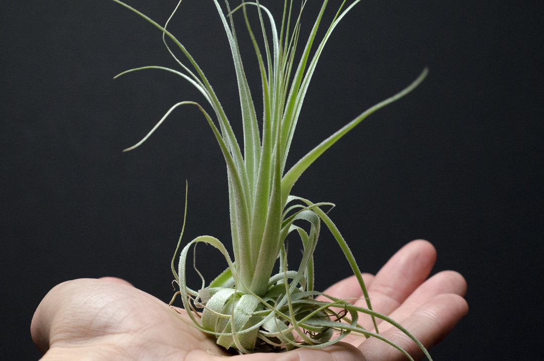 gardneri air plant Tillandsia Gardneri