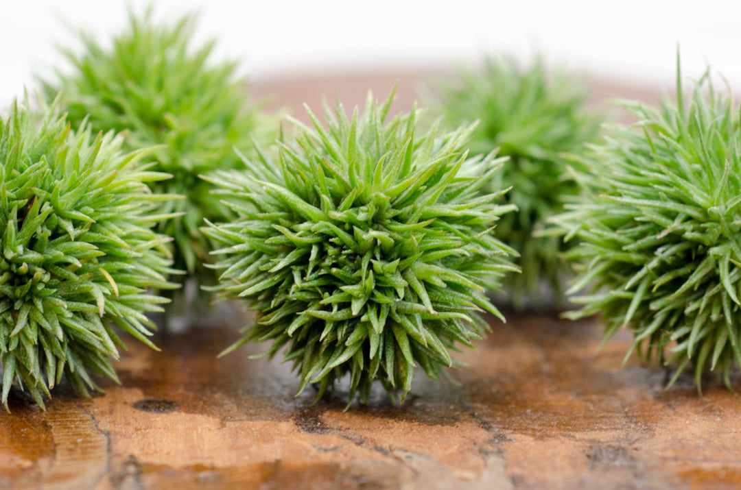 Tillandsia Aeranthos Teddy Bear - EXTREMELY RARE Air Plant