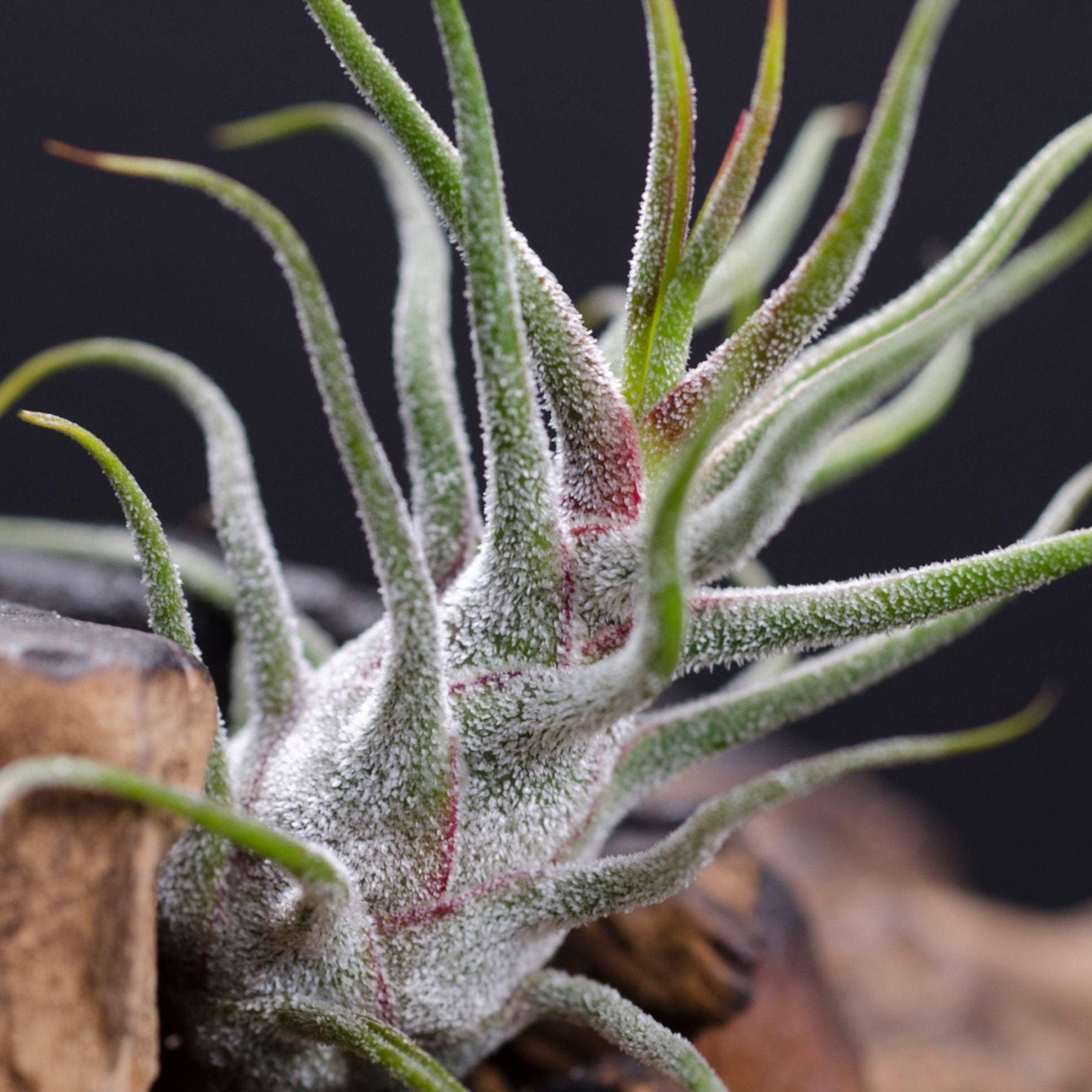 guatemala air plant Tillandsia / Air Plant Ionantha Guatemala 1-2"