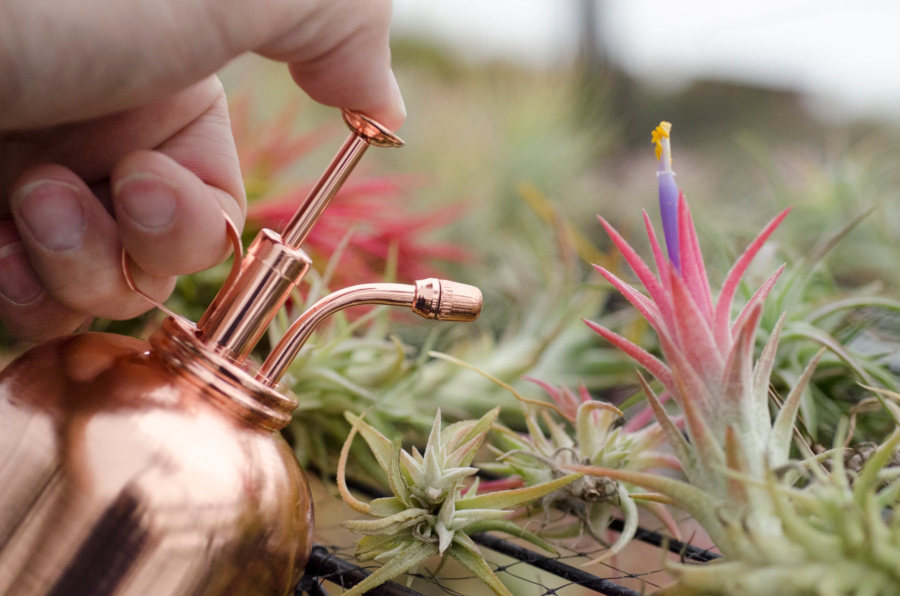 air plant mister Metal Vintage Plant Mister – The Artizan Way