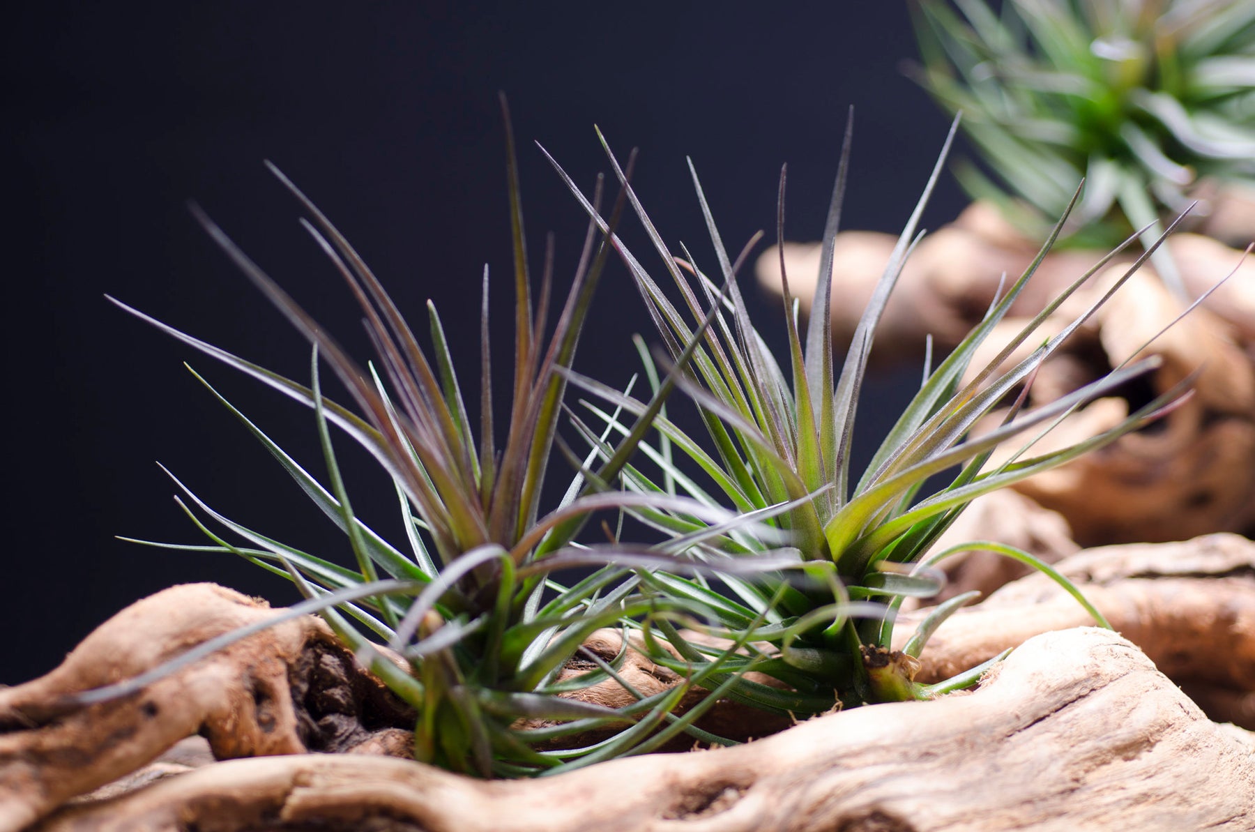 black air plant Tillandsia Montana Black
