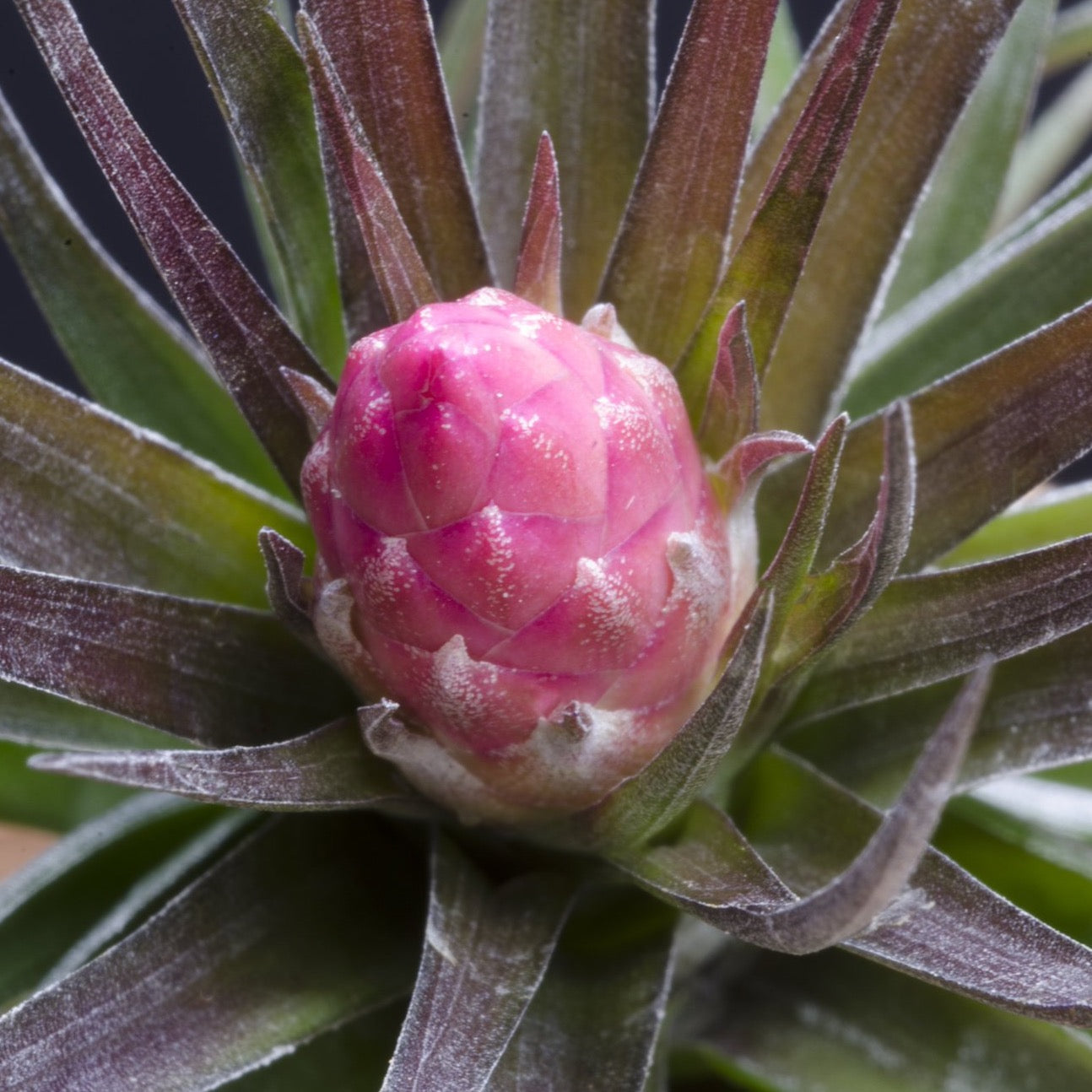 air plant black base Tillandsia Montana Black