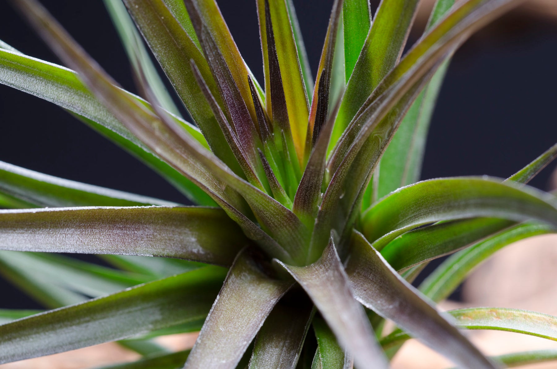 black air plant Tillandsia Montana Black