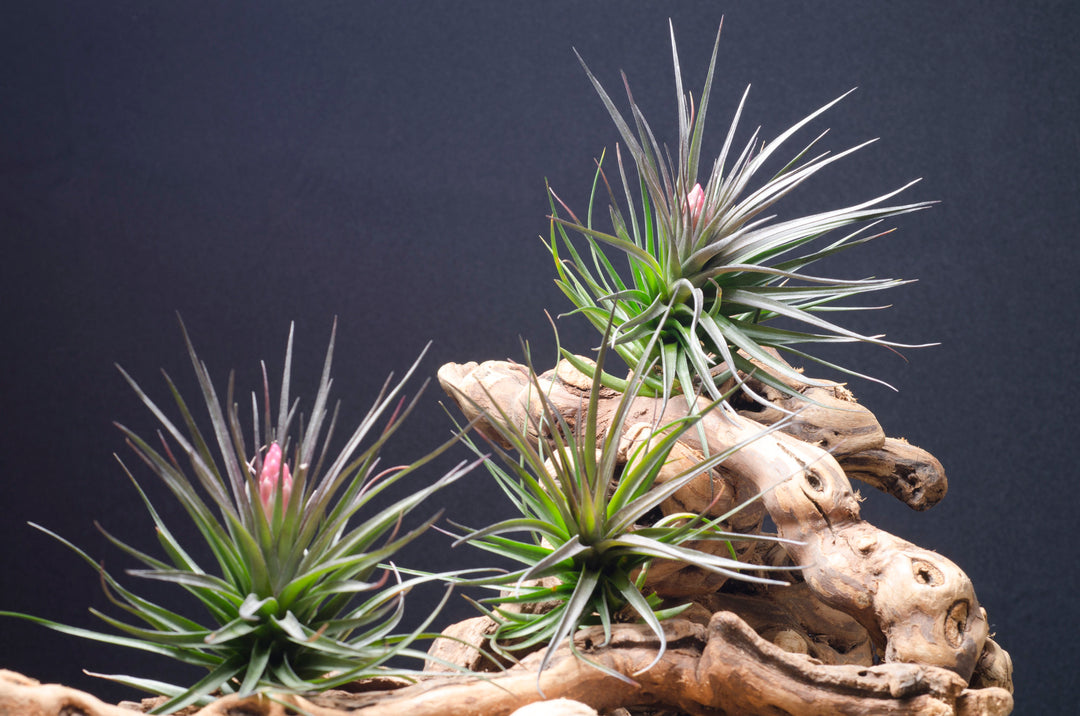 air plant planet Tillandsia Montana Black