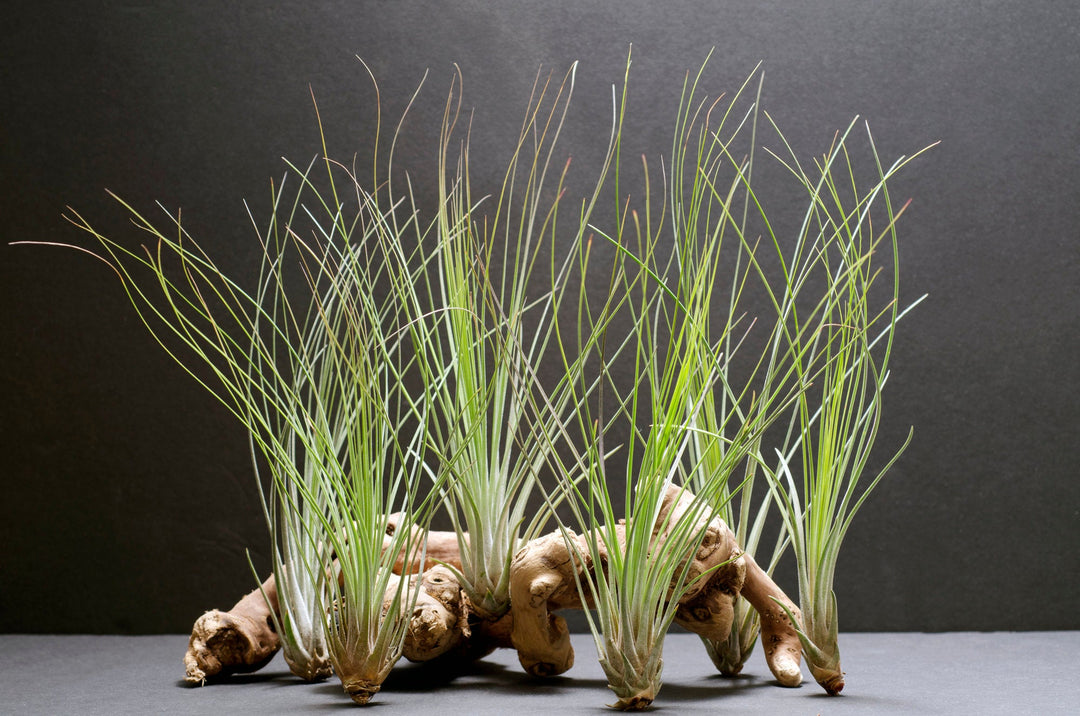 juncifolia air plant Tillandsia Juncifolia