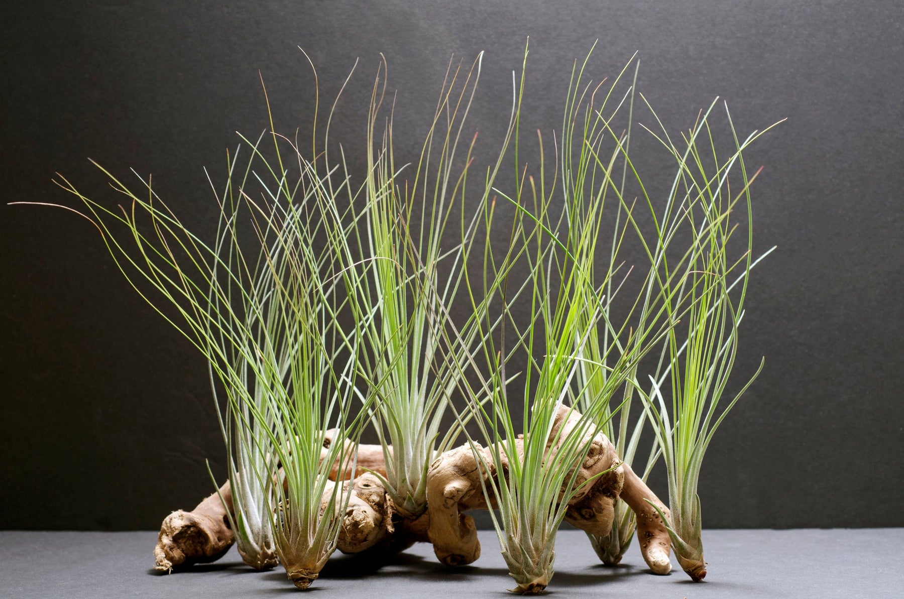 juncifolia air plant care Tillandsia Juncifolia