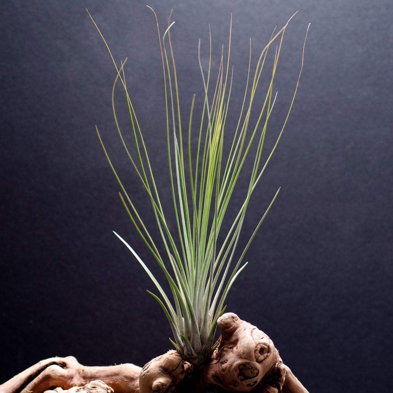 juncea air plant care Tillandsia Juncifolia