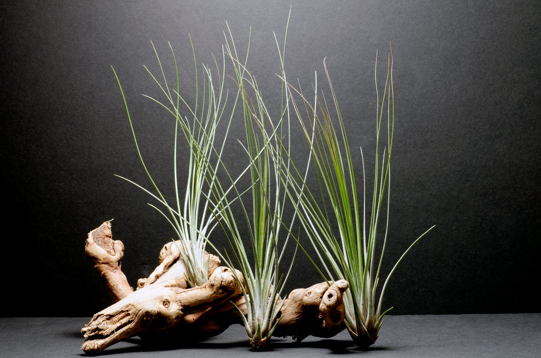 juncifolia air plant care Tillandsia Juncifolia