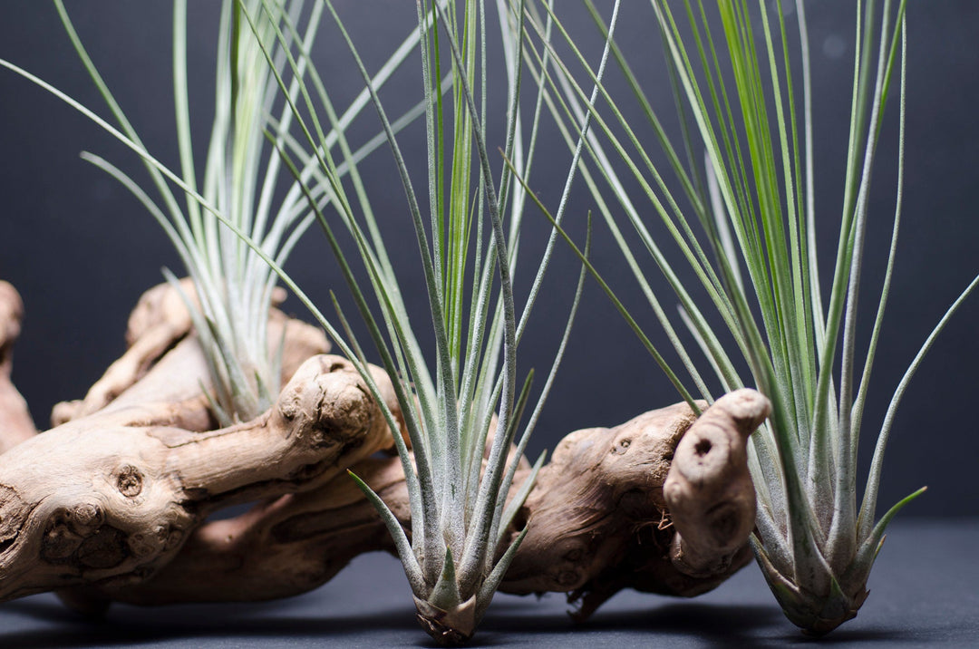 juncifolia air plant Tillandsia Juncifolia