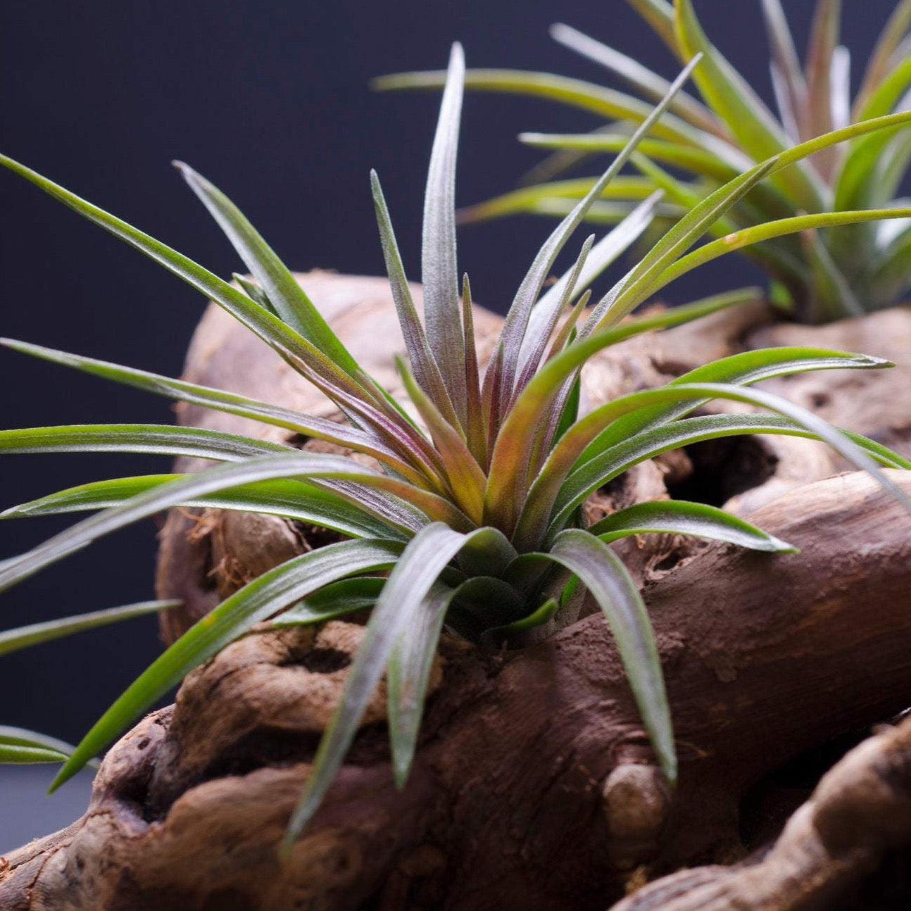 unusual air plants Tillandsia Tenufolia Purple Fan