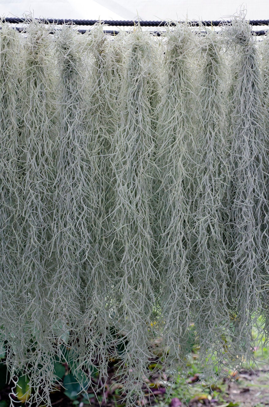 spanish moss pole Tillandsia Usneoides (Spanish Moss) Rare Thick Form