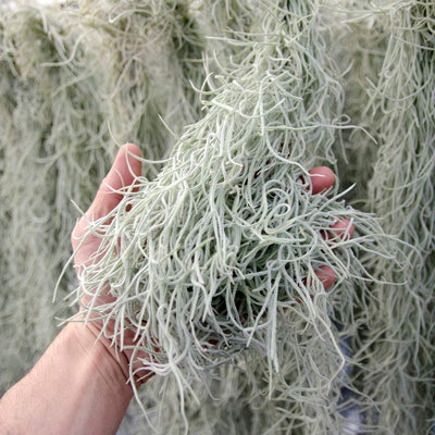 Spanish Moss - EXTRA LONG - Usneoides No. 3 - Air Plant  | Tillandsia, Low Maintenance, Indoor House Plant, Air Purifying