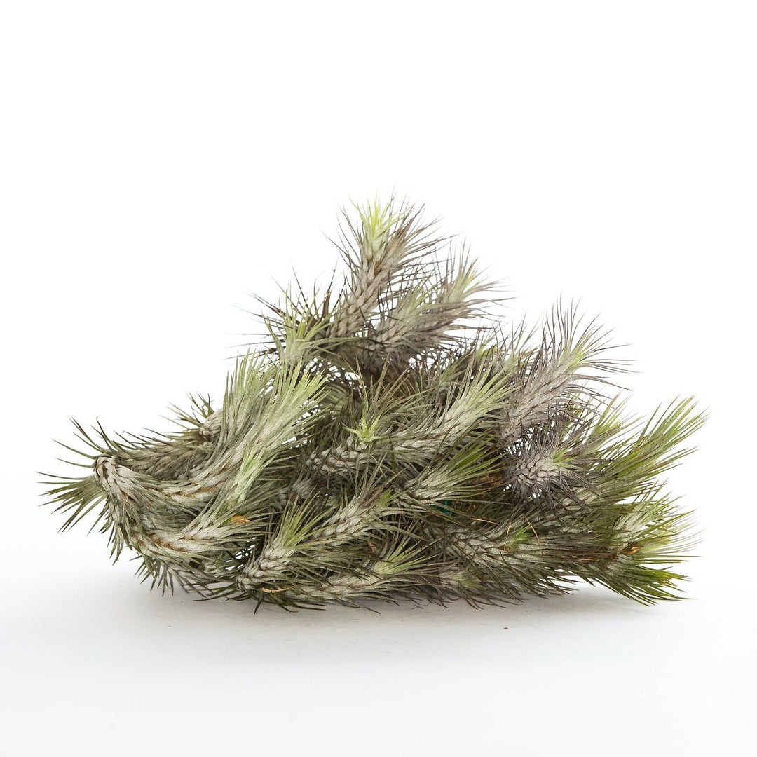 Tillandsia Funckiana var. Recurvifolia - Air Plant – The Artizan Way