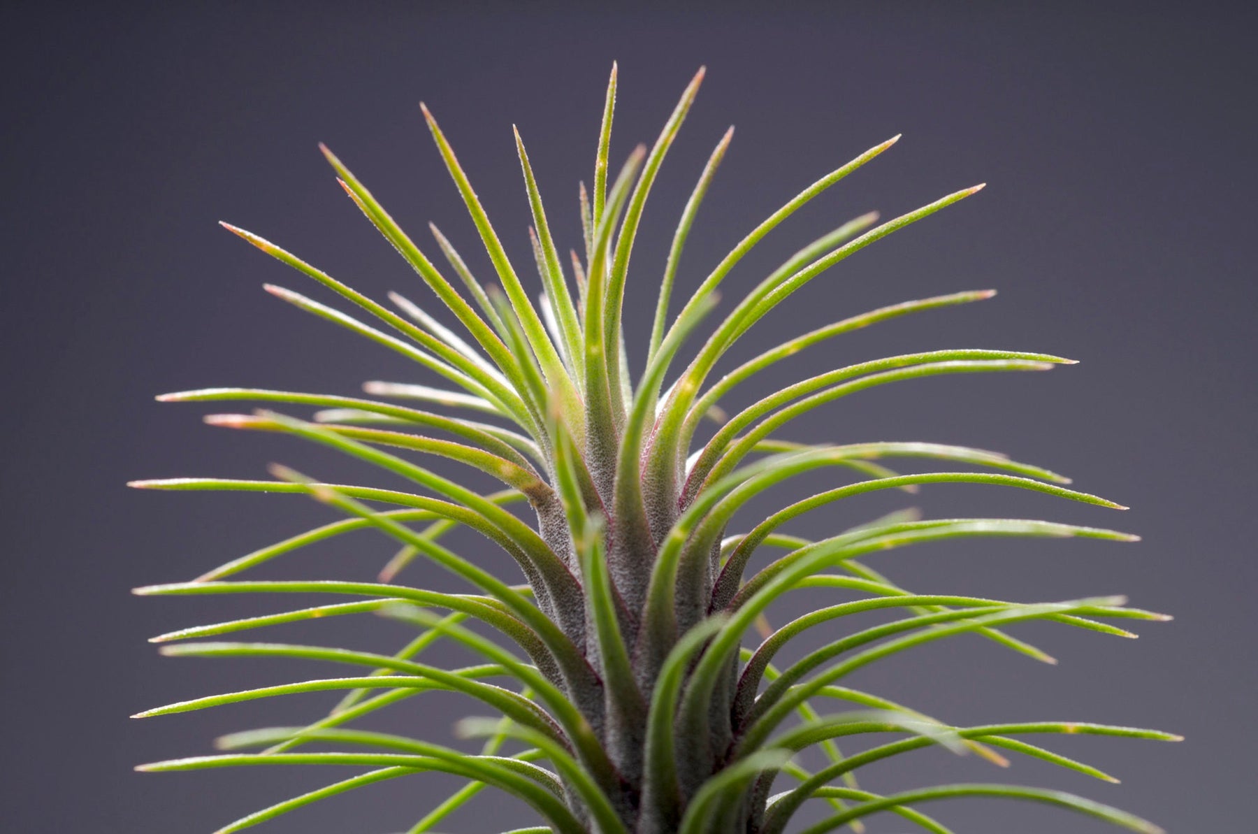 air plant cluster Tillandsia Funckiana var. Recurvifolia